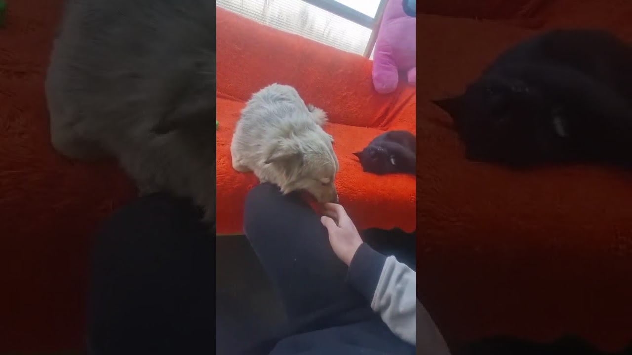 Youtube Vorschau - Video ID e2ZHJgZgkwY