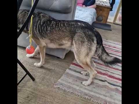 Youtube Vorschau - Video ID e3yh-9SXMtU