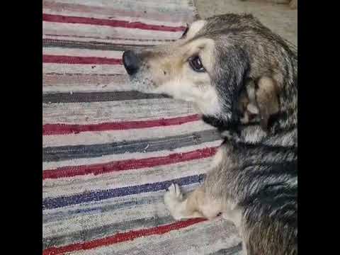 Youtube Vorschau - Video ID eAOrsx_XiIE