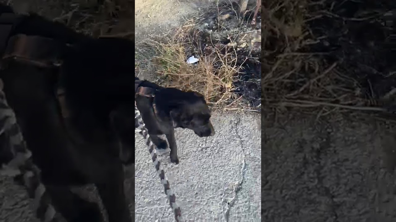 Youtube Vorschau - Video ID eNQSsW1K64U