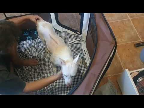 Youtube Vorschau - Video ID eU7dvvcdupw