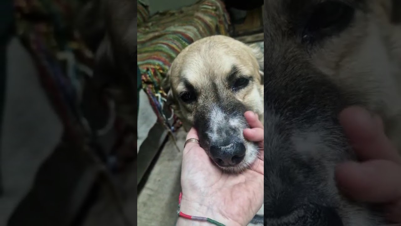 Youtube Vorschau - Video ID eXsopByg4M4