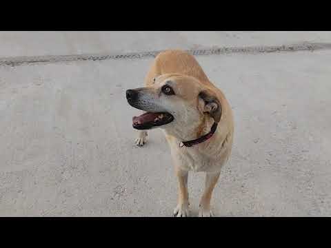 Youtube Vorschau - Video ID f-ZhU8gl5Jg