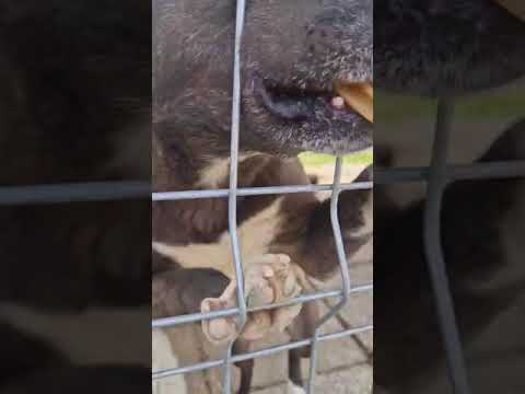 Youtube Vorschau - Video ID fAojkvM1atI