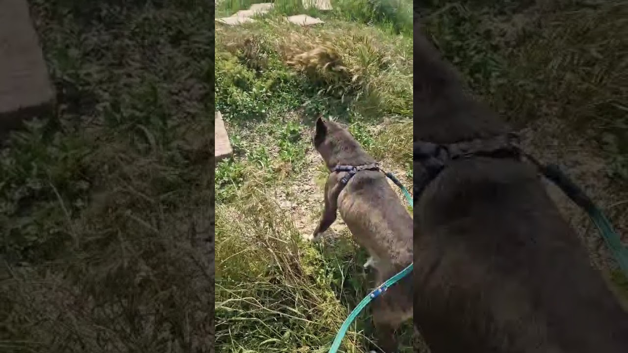 Youtube Vorschau - Video ID fCym4Owimic