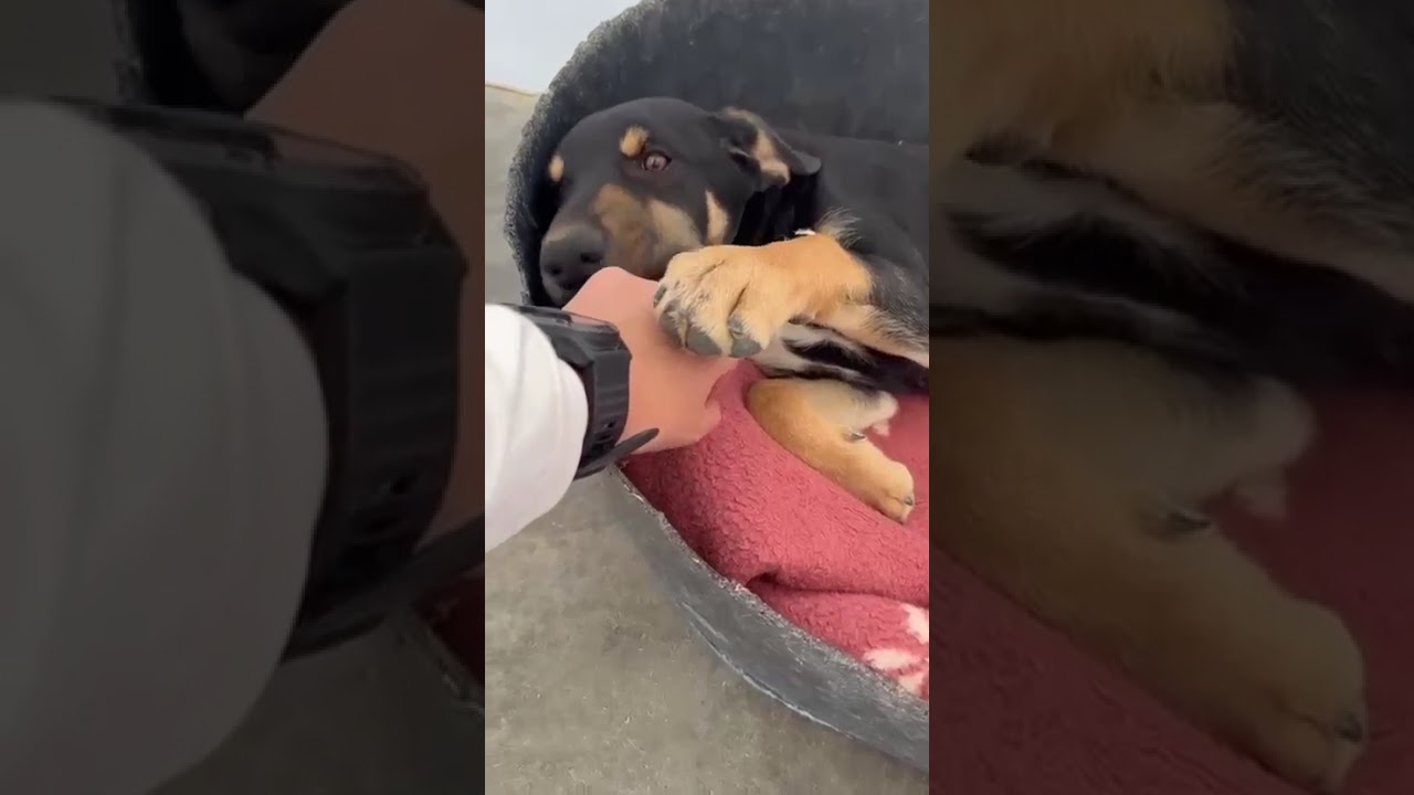 Youtube Vorschau - Video ID fL4I2GwDR-M