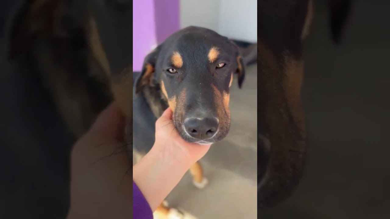 Youtube Vorschau - Video ID fteLnLJhJvw