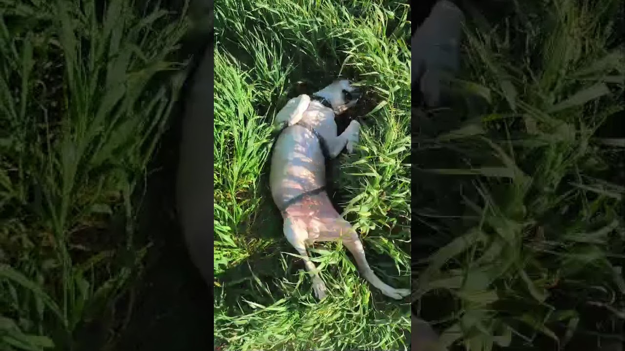 Youtube Vorschau - Video ID gATsedSNgck