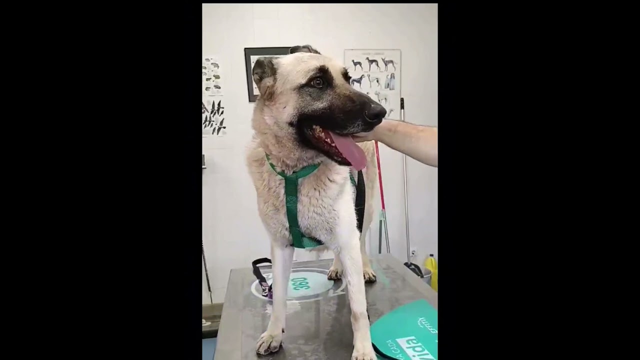 Youtube Vorschau - Video ID gBNAa5Op-48