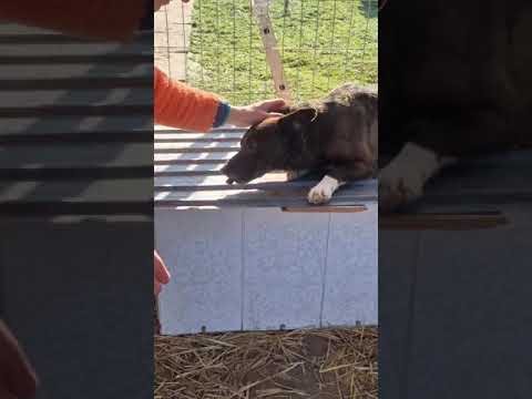 Youtube Vorschau - Video ID gCToapfCG8k