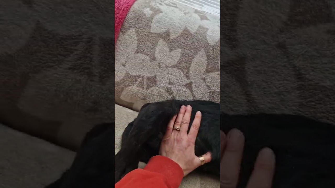 Youtube Vorschau - Video ID gSHFrhWv34I