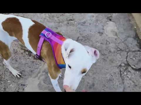 Youtube Vorschau - Video ID gT1cgozASHA