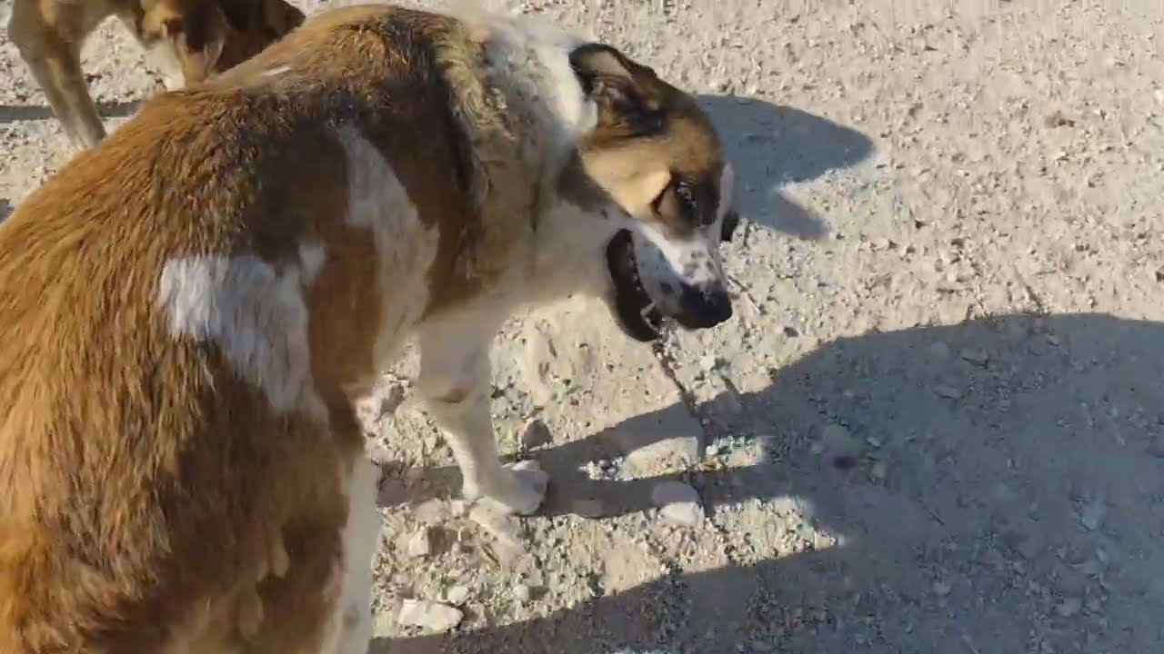 Youtube Vorschau - Video ID gUfXhl3bNy8