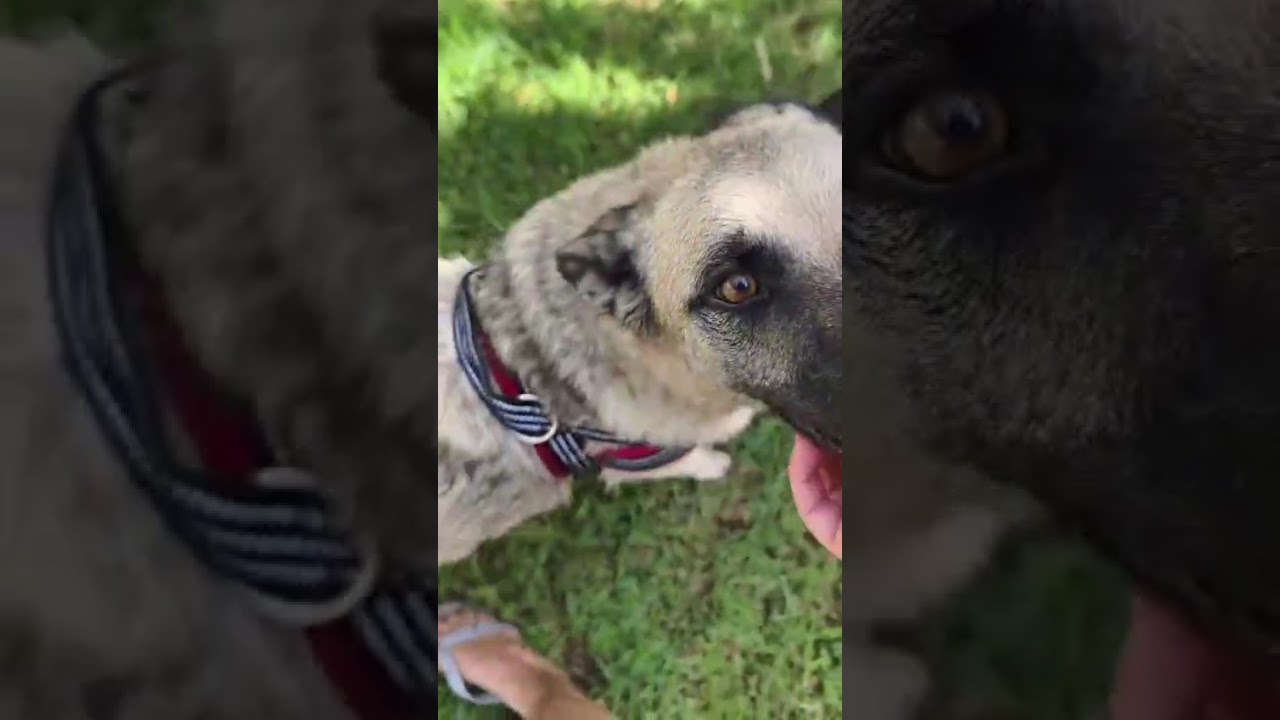 Youtube Vorschau - Video ID gdhoy0Xs8Xw