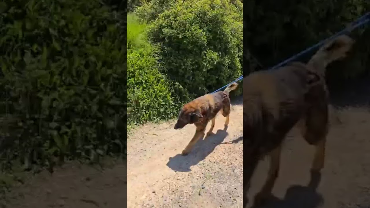 Youtube Vorschau - Video ID grP__93nDN8