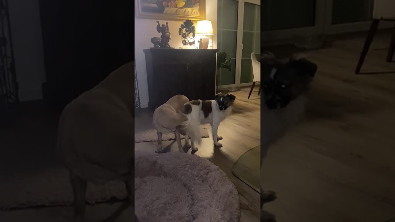 Youtube Vorschau - Video ID h16B3G7URlA