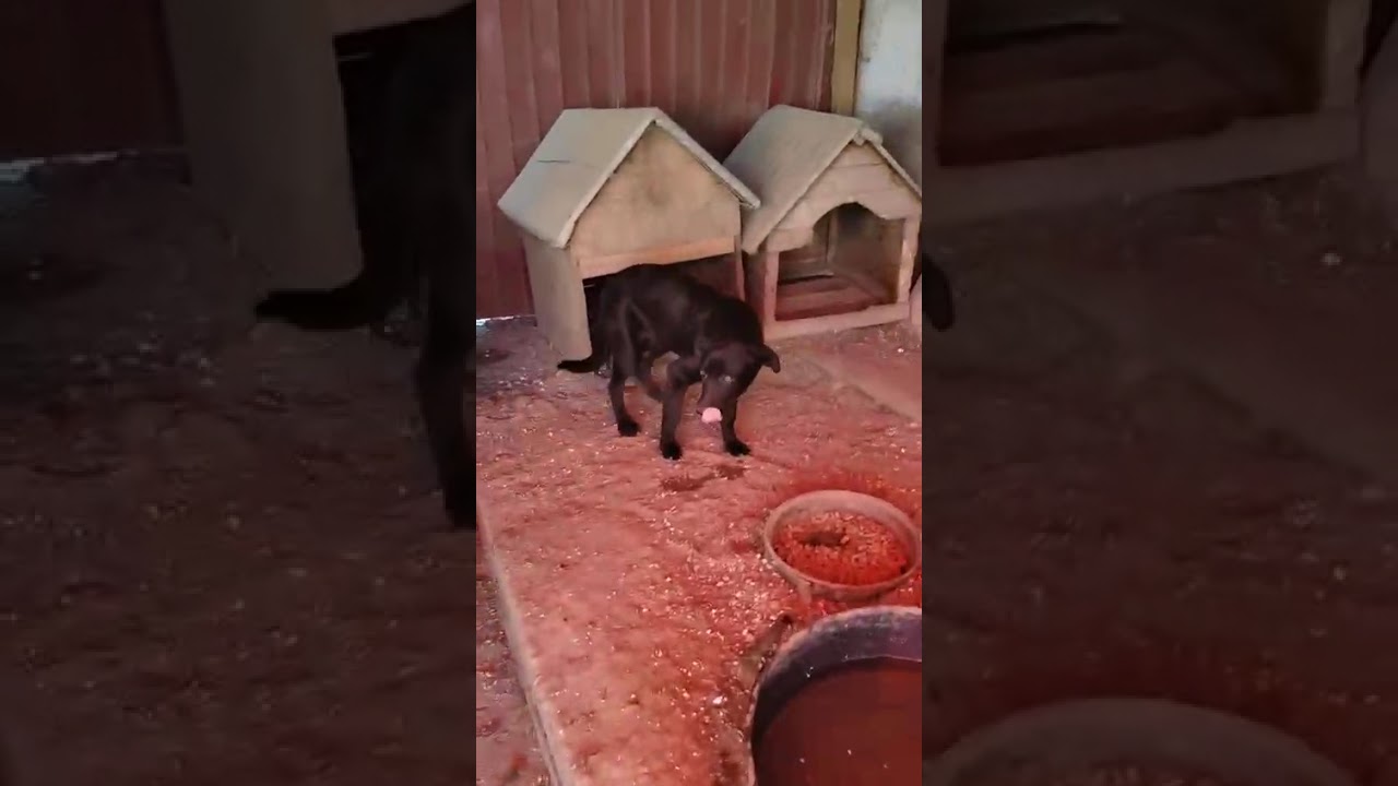 Youtube Vorschau - Video ID h20FHfzduwU