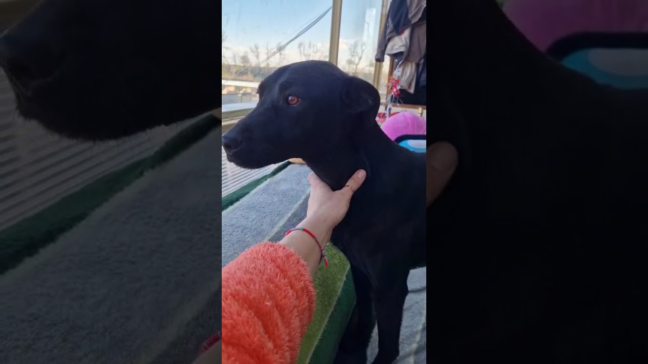 Youtube Vorschau - Video ID hY0nmbWaGXo