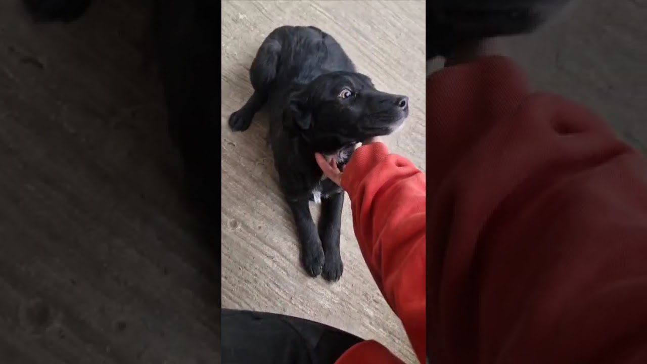 Youtube Vorschau - Video ID h_Q1RGe20oQ