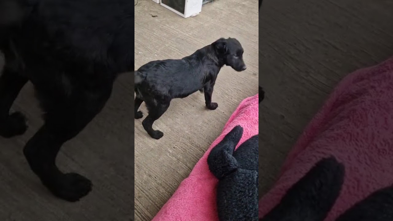 Youtube Vorschau - Video ID i7q90dOqwiE