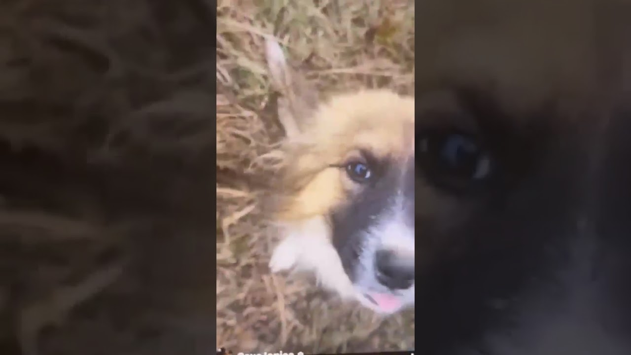 Youtube Vorschau - Video ID iKPHnHbPCEg