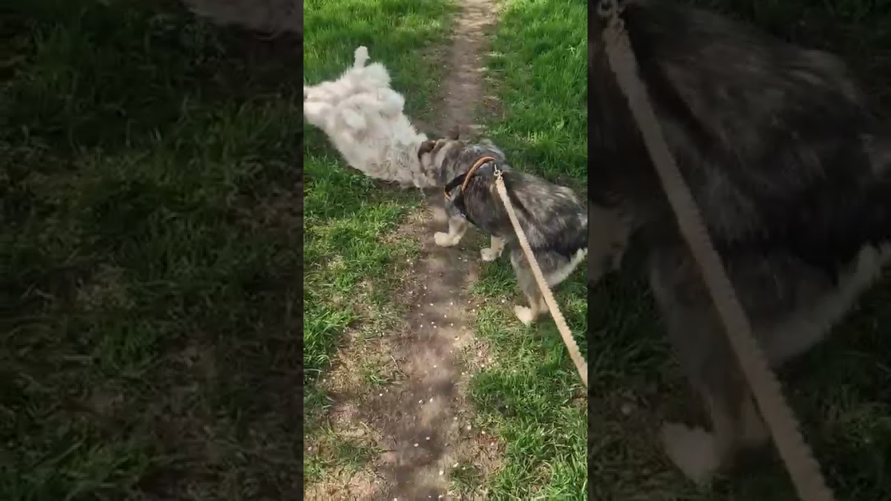 Youtube Vorschau - Video ID iLzh4SJMDxQ