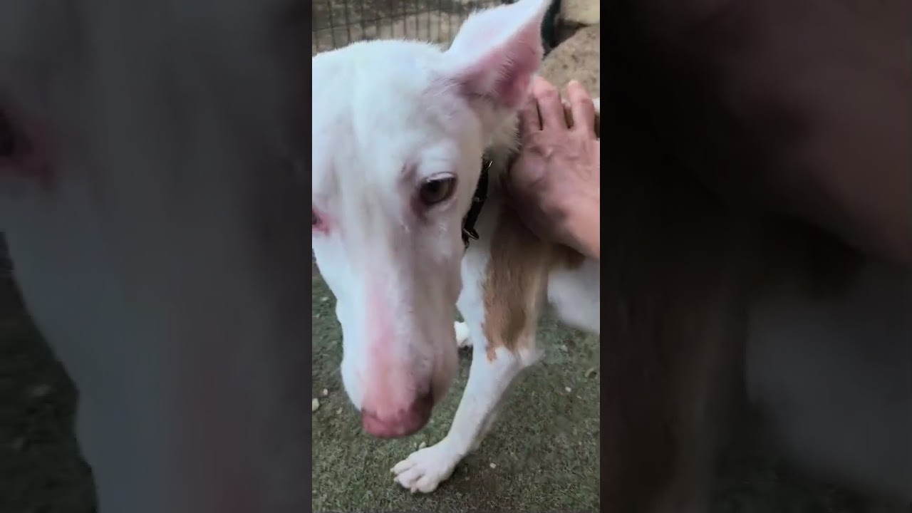 Youtube Vorschau - Video ID iRoR85_nD08