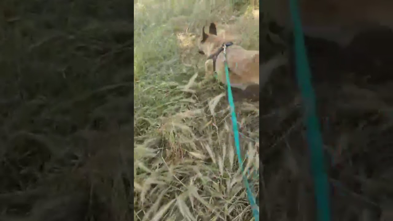 Youtube Vorschau - Video ID iW4wzGa8-Ro