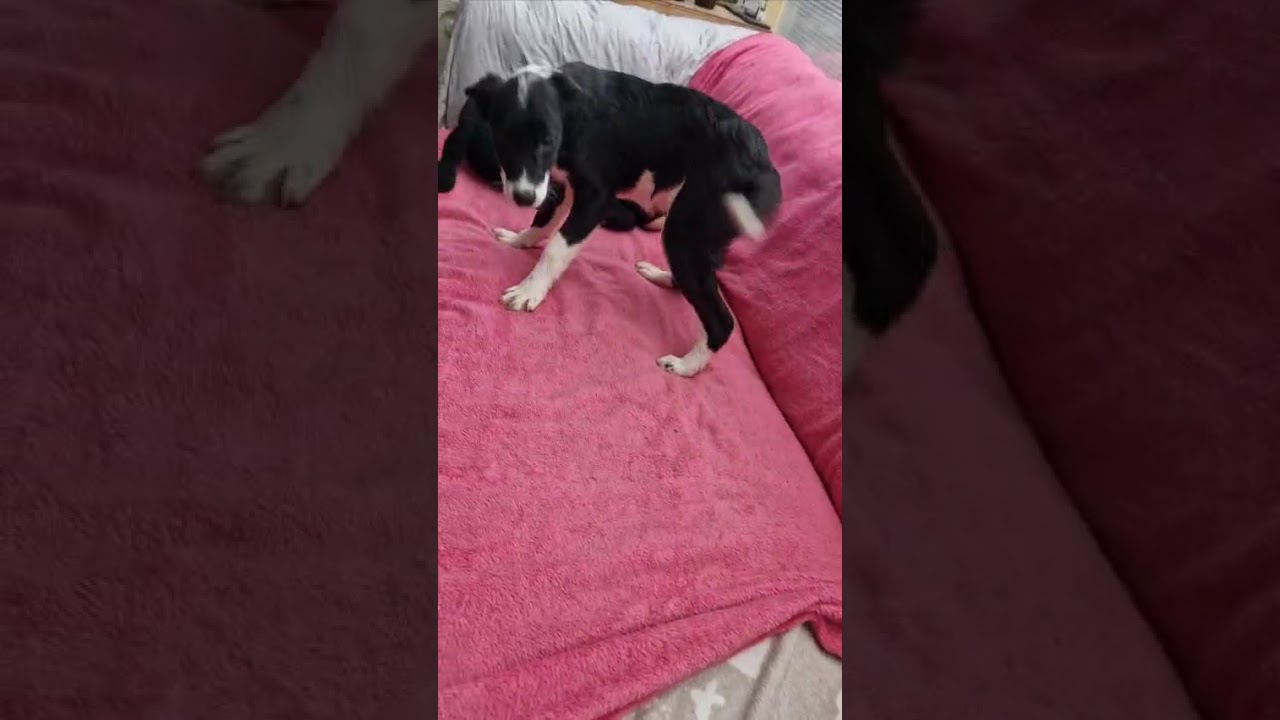 Youtube Vorschau - Video ID idSk1VWfzD4