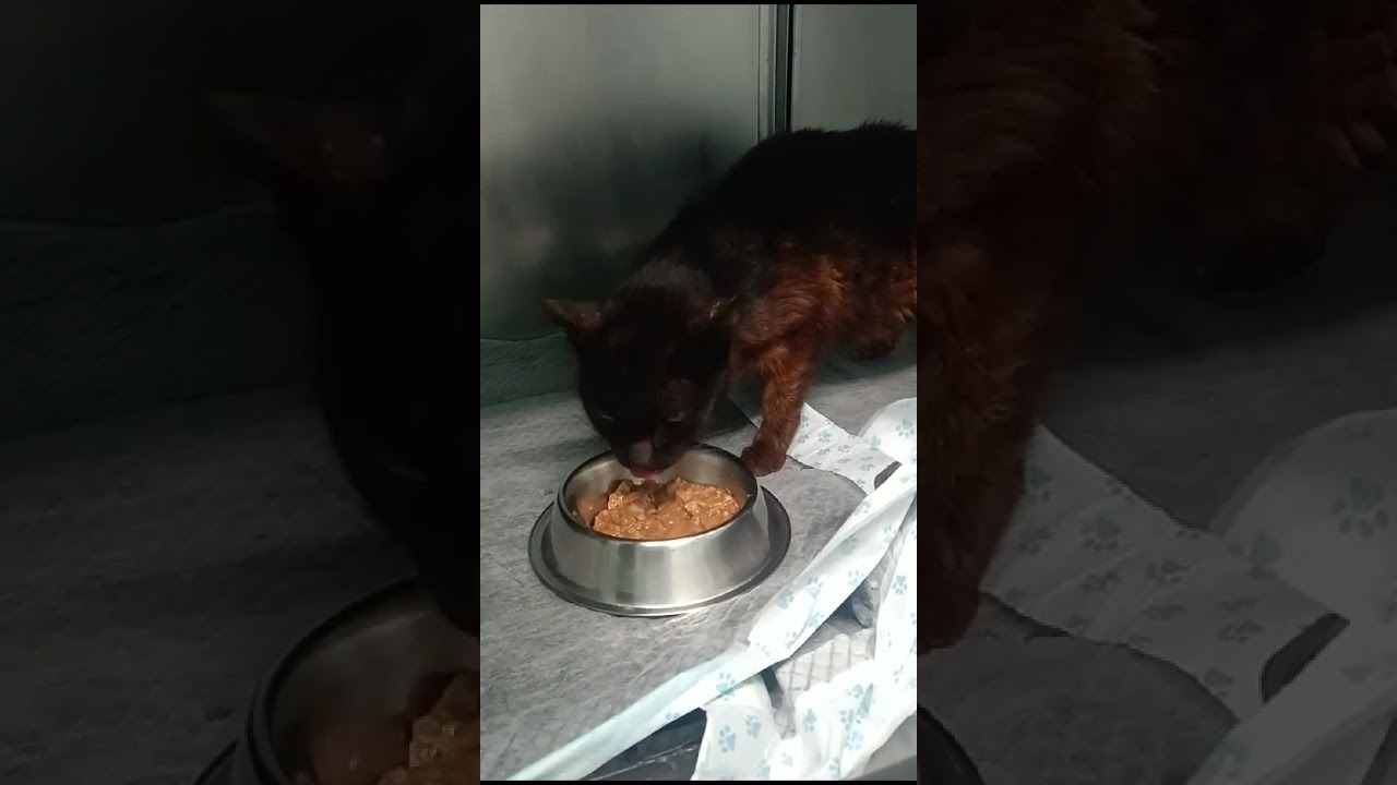 Youtube Vorschau - Video ID igjEPPjOyTI