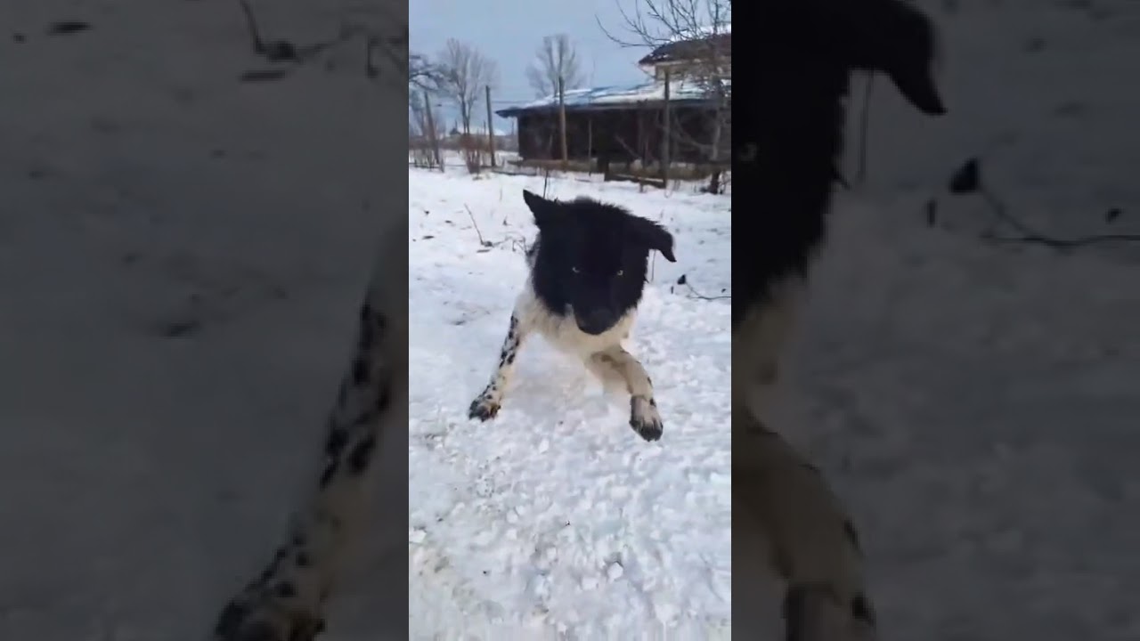 Youtube Vorschau - Video ID imy_nq1cUNw