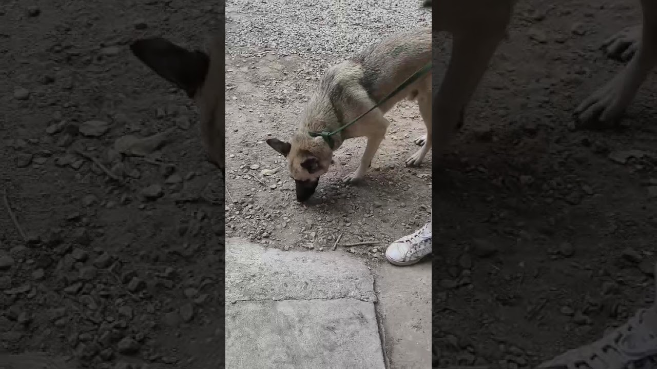 Youtube Vorschau - Video ID ivMjm6C8kSc