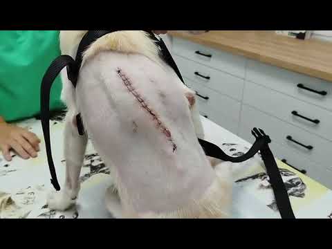 Youtube Vorschau - Video ID j7Ri94VFMNg