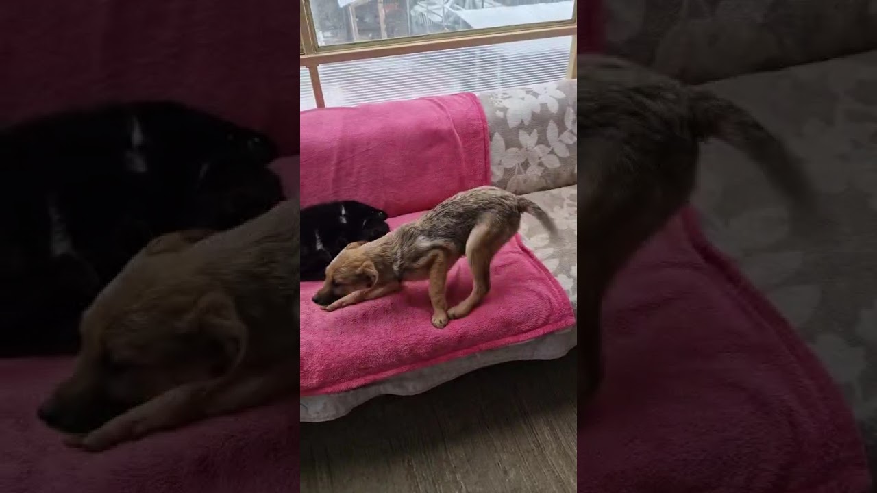 Youtube Vorschau - Video ID jO81SWNndG4