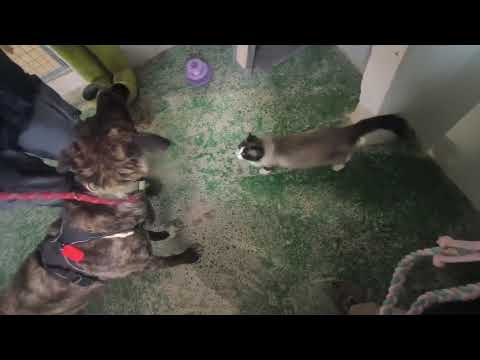 Youtube Vorschau - Video ID jP9Hii-yAVI