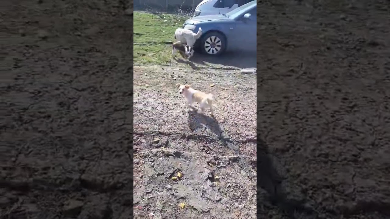 Youtube Vorschau - Video ID jQacWtyT-H0