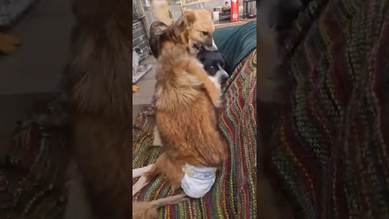 Youtube Vorschau - Video ID jQbgriSJgts