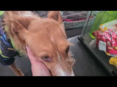 Youtube Vorschau - Video ID jfXGbsa5eto