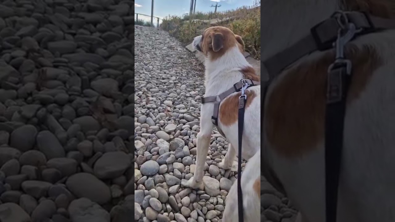 Youtube Vorschau - Video ID k0K_1LekyDA