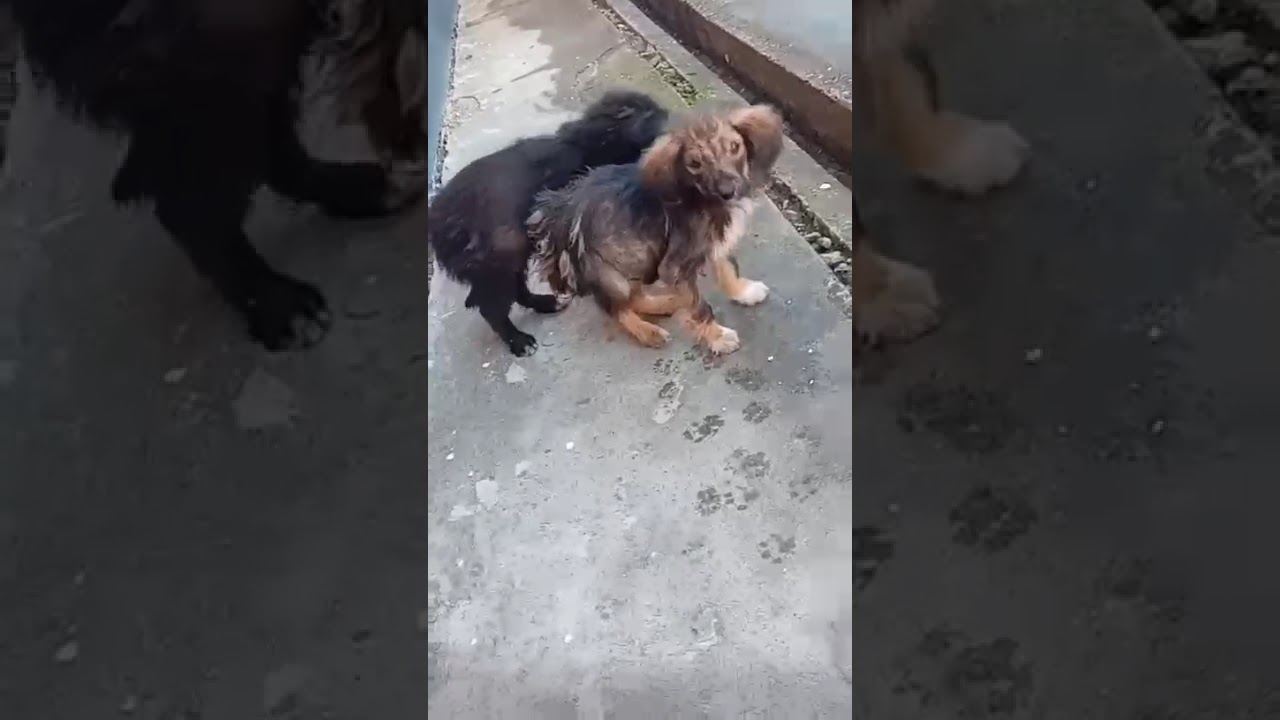 Youtube Vorschau - Video ID kHRMZVOOlCs