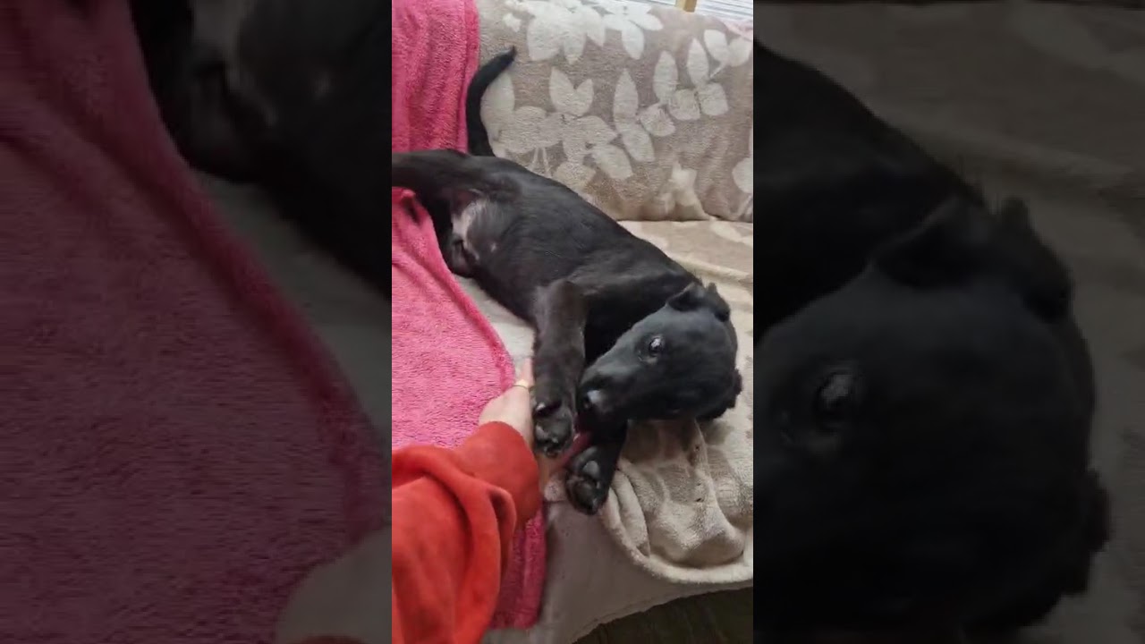 Youtube Vorschau - Video ID ktmkTg6YhGA