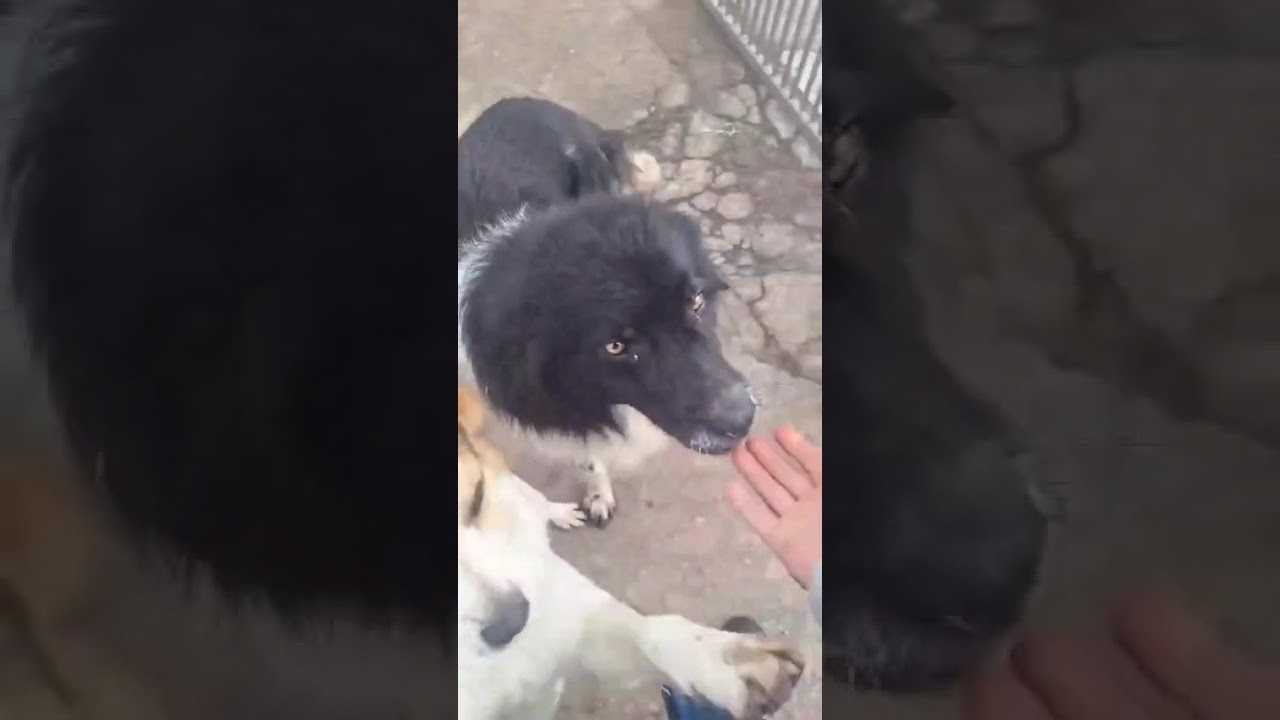 Youtube Vorschau - Video ID ku4pXWfvaCE