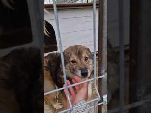 Youtube Vorschau - Video ID l-NkAttyY10