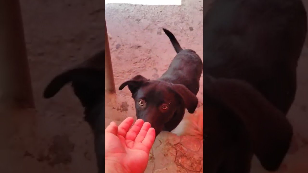 Youtube Vorschau - Video ID l25lSWP5nTc