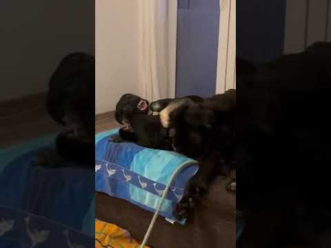 Youtube Vorschau - Video ID lORFgOD9qIQ