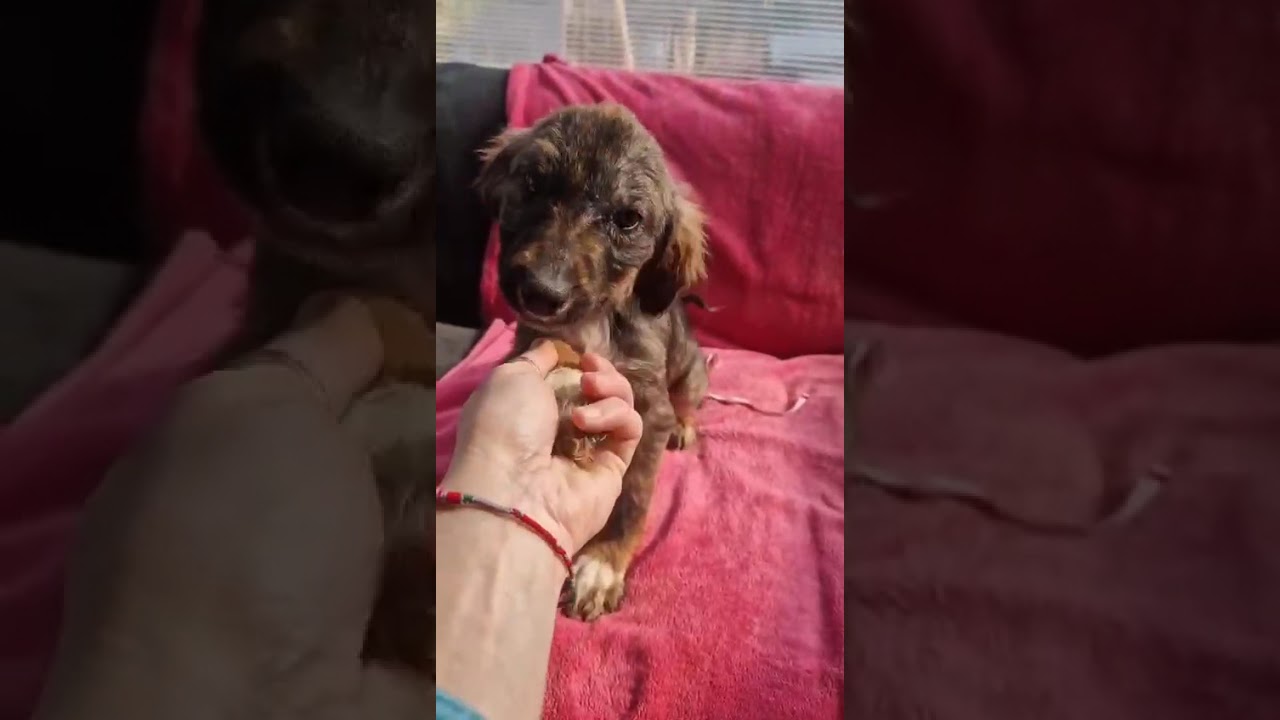 Youtube Vorschau - Video ID lffrLstcnOM