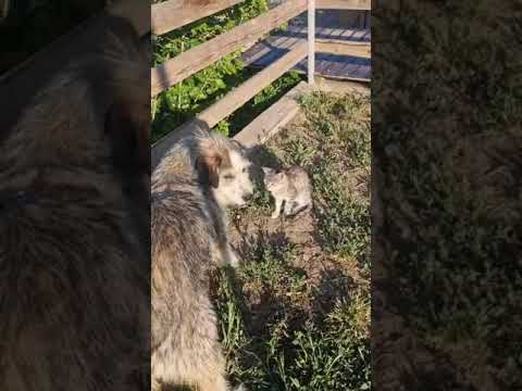 Youtube Vorschau - Video ID lhbhXjn6SFE