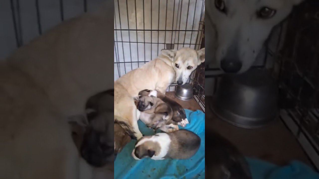 Youtube Vorschau - Video ID ln4HmVobXmI