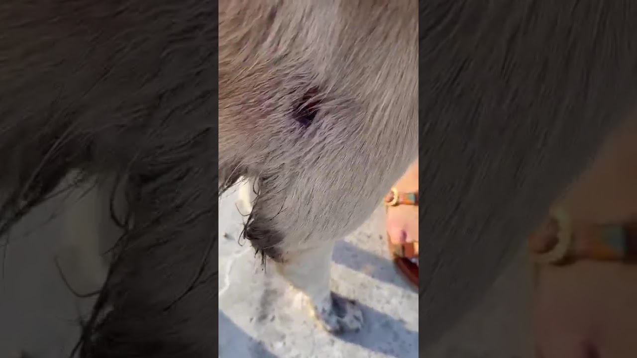 Youtube Vorschau - Video ID m8PG5zjQFhY