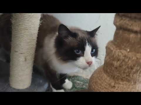 Youtube Vorschau - Video ID mL53ORe4rJ8